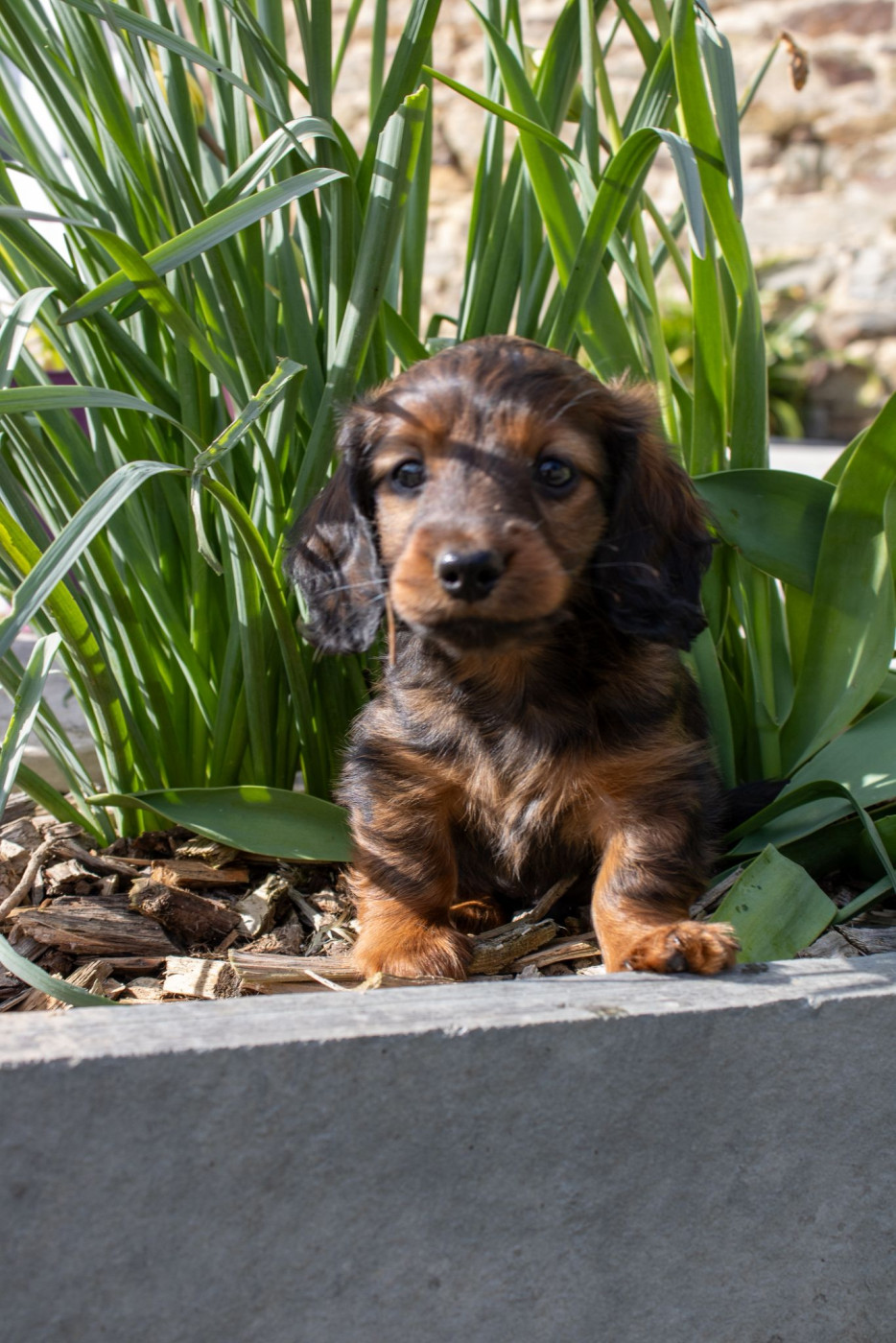 Jean-paul Fraleux - Teckel poil long - Portée née le 26/01/2026