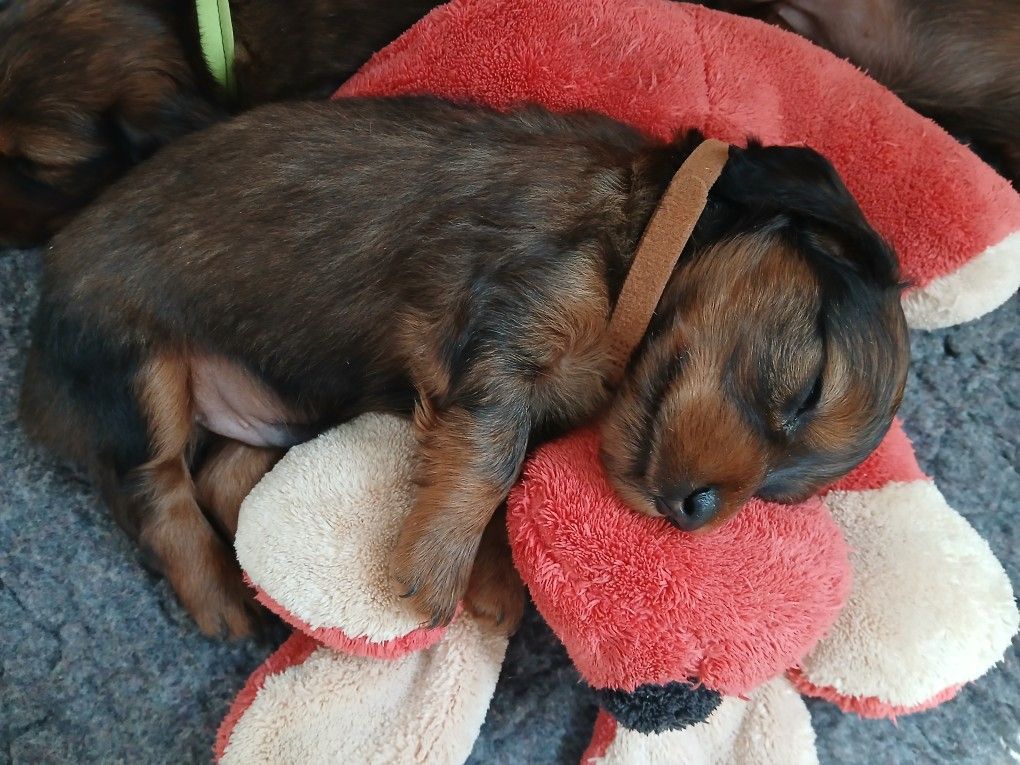 Jean-paul Fraleux - Chiots disponibles - Teckel poil long