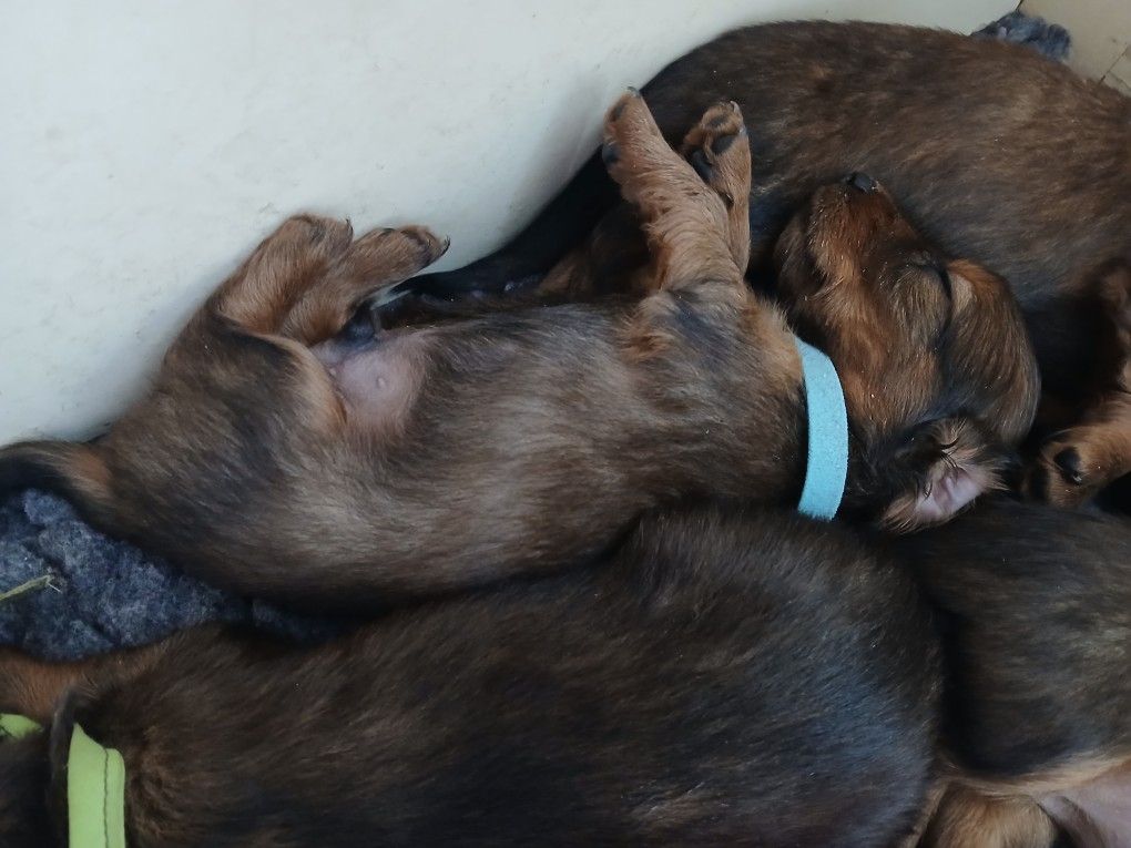 Jean-paul Fraleux - Chiots disponibles - Teckel poil long