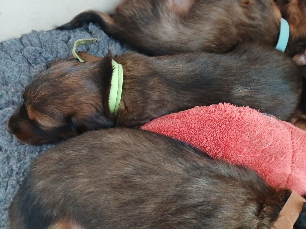 Jean-paul Fraleux - Chiots disponibles - Teckel poil long