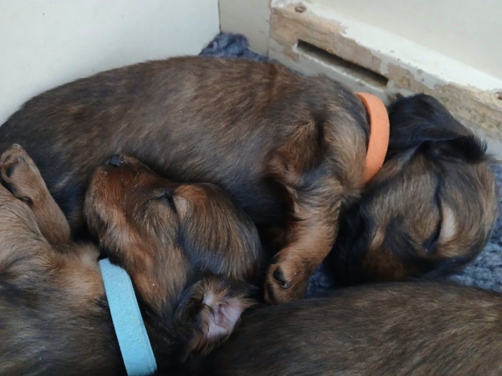 Jean-paul Fraleux - Chiots disponibles - Teckel poil long